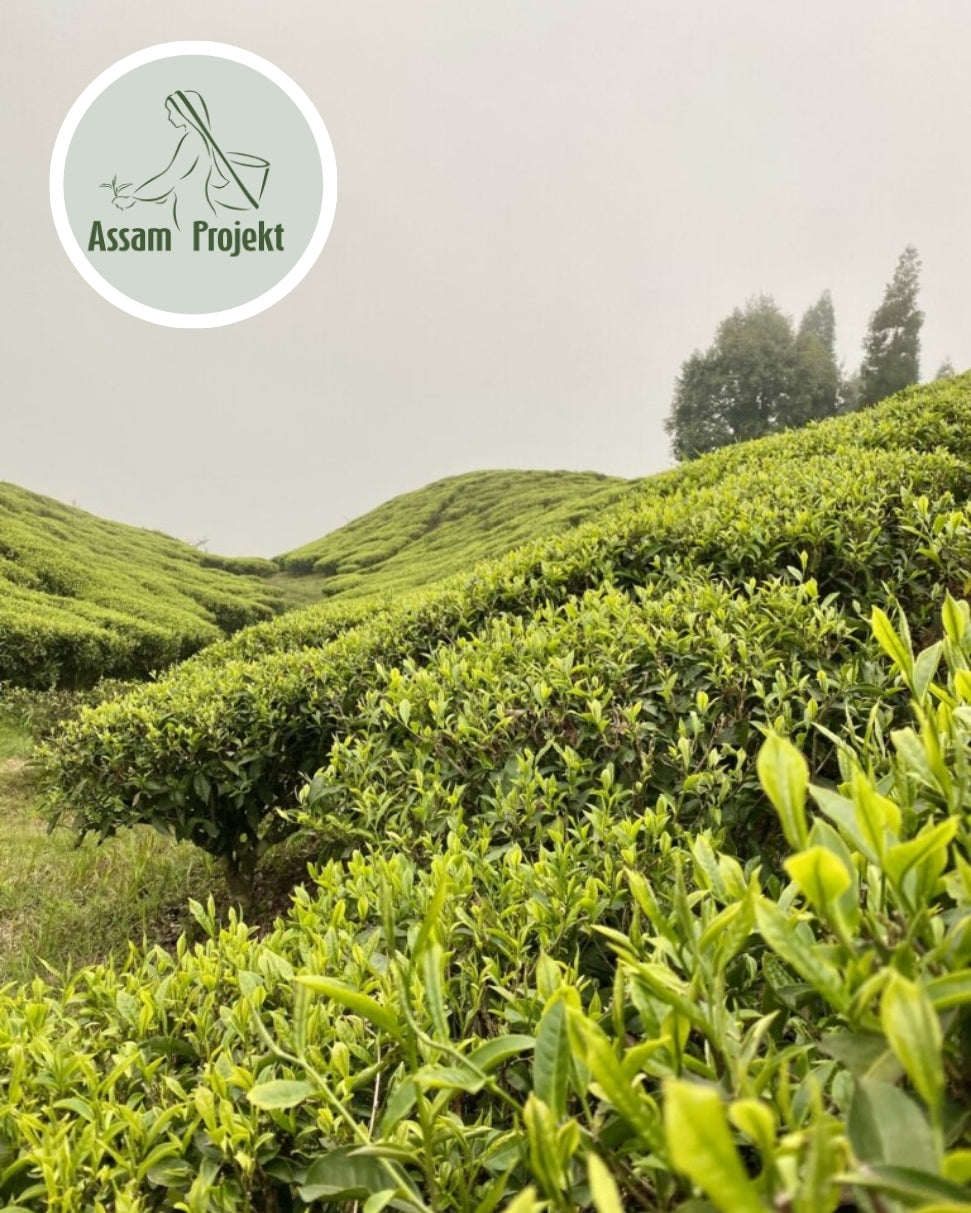 Warum Erfrischerling auf Bio-Tee von Assam Projekt setzt
